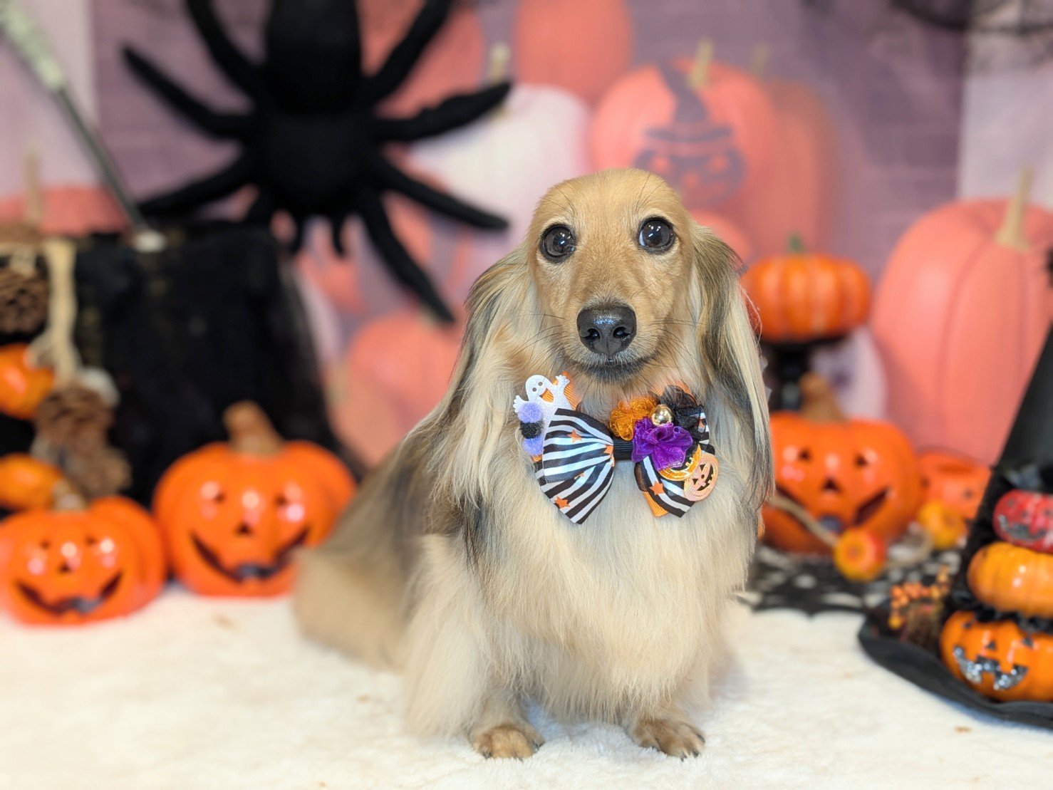 10月5日(日)のお客様