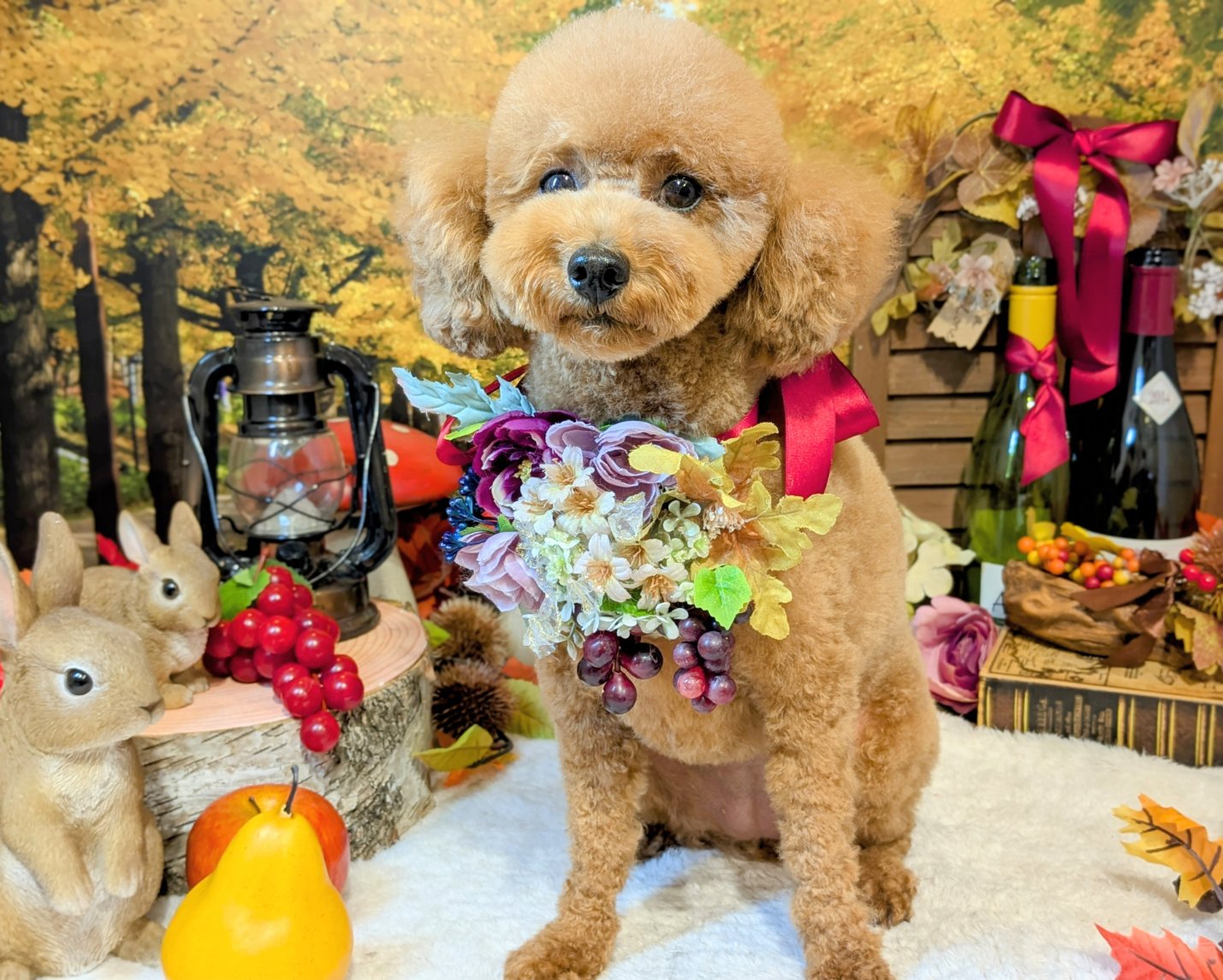 11月7日(金)のお客様