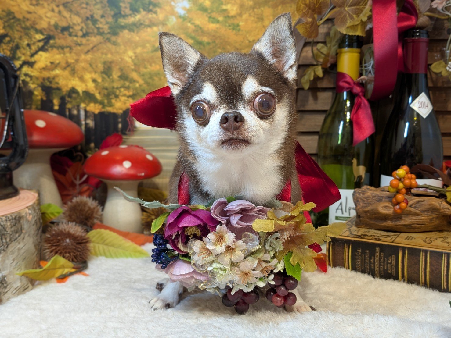 11月9日(日)のお客様