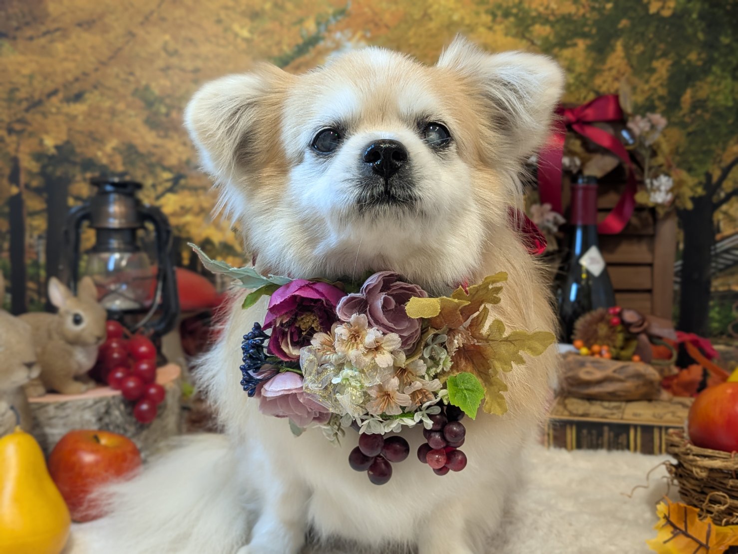 11月23日(日)のお客様