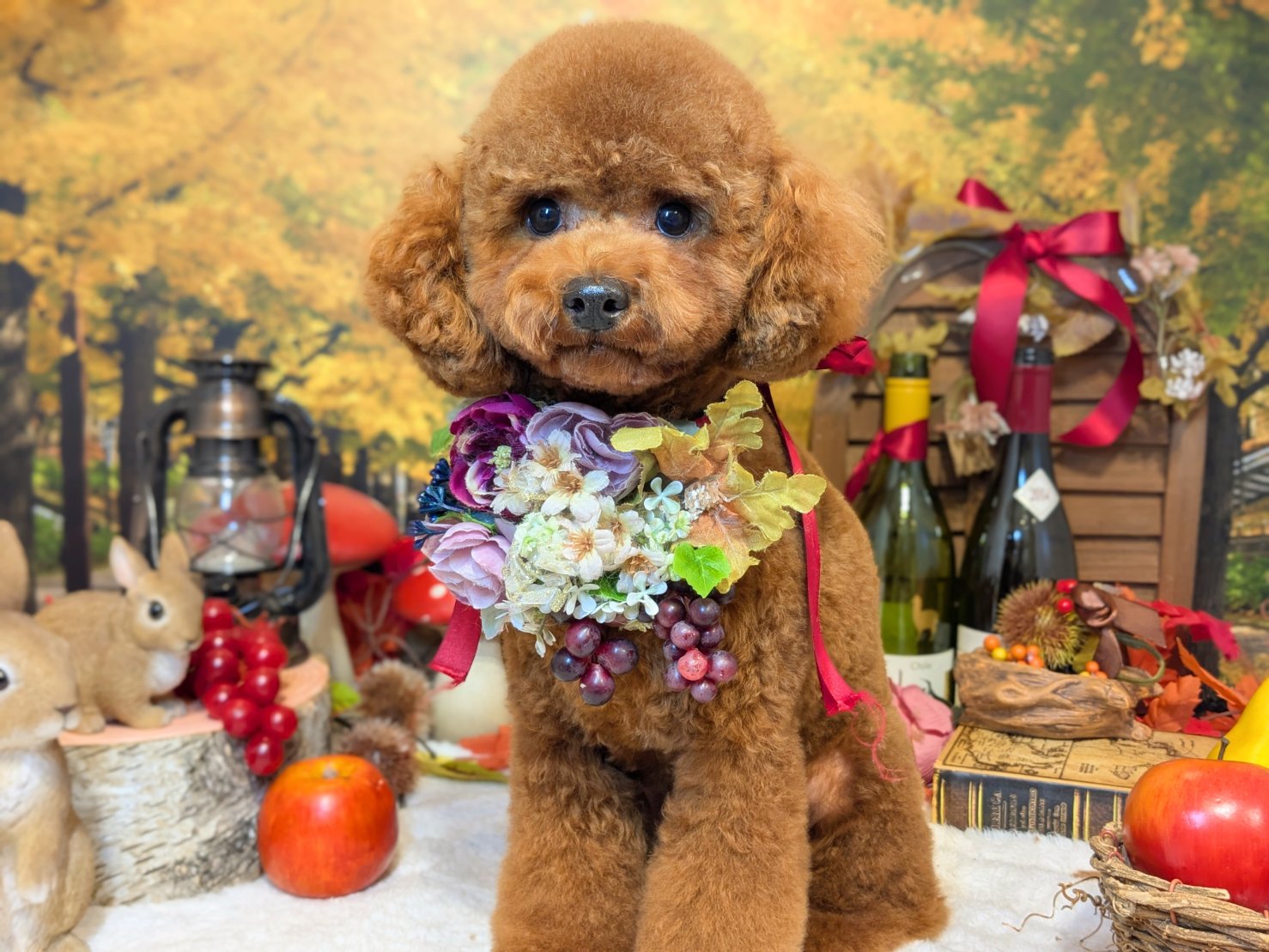 11月24日(月)のお客様