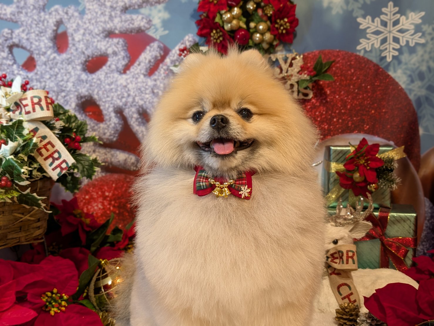 11月27日(木)のお客様