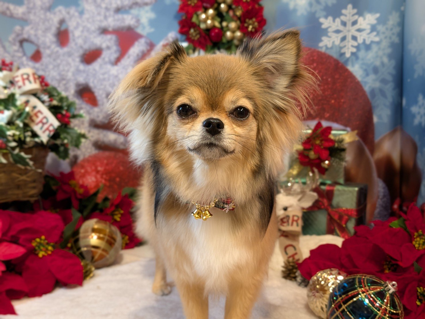 11月30日(日)のお客様