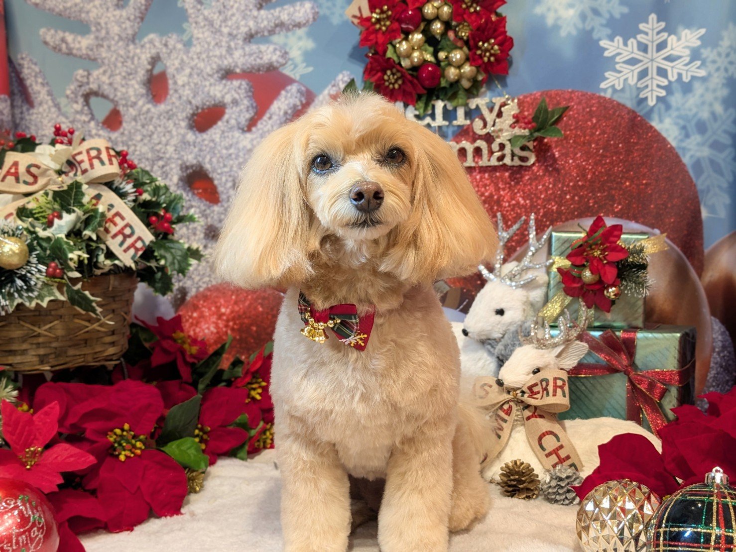 12月3日(水)のお客様