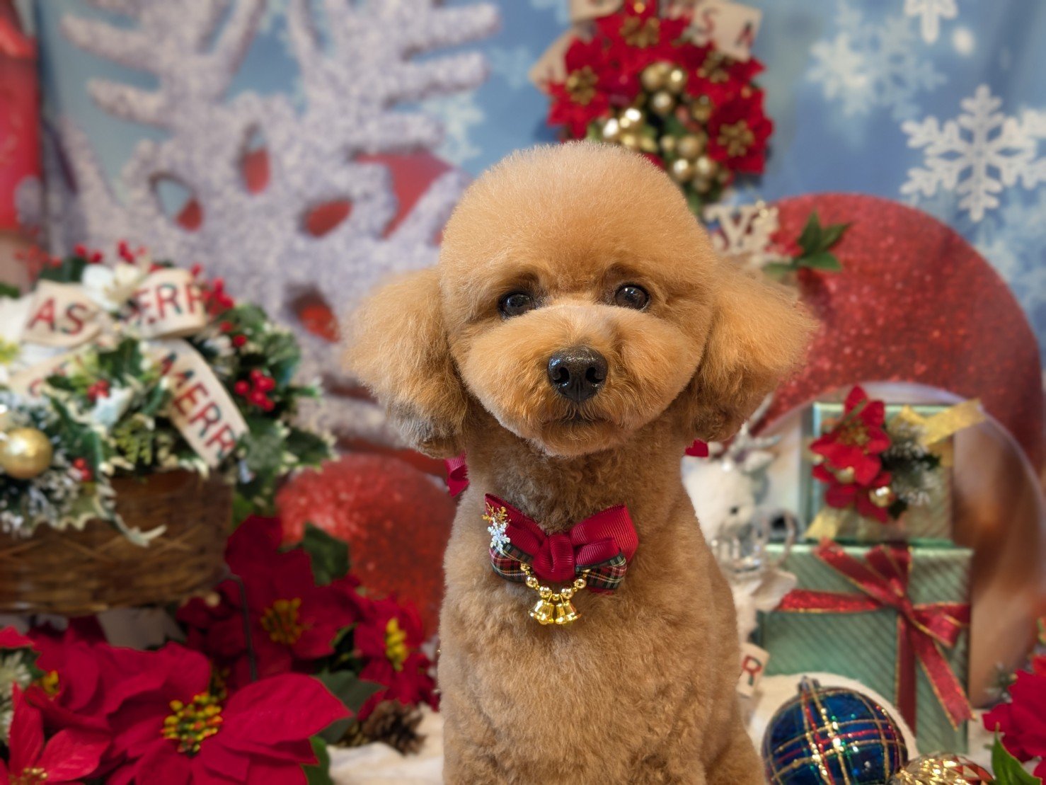 12月8日(月)のお客様