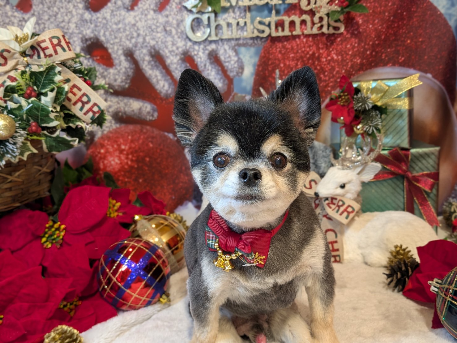 12月12日(金)のお客様