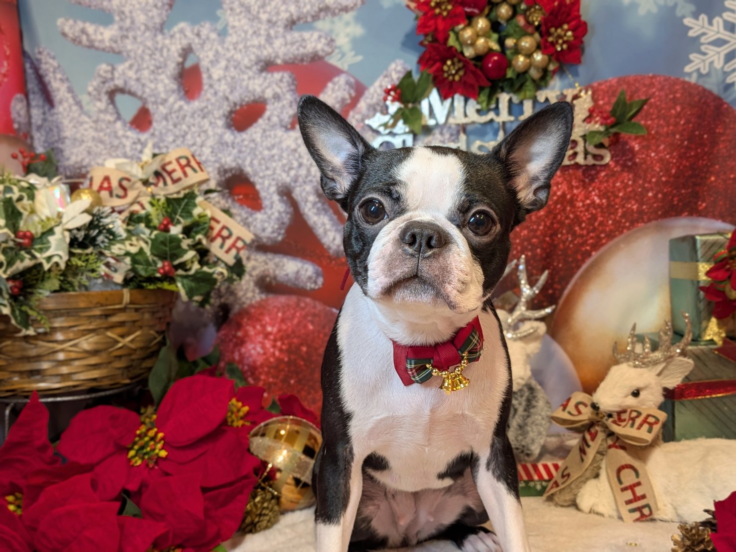 12月14日(日)のお客様