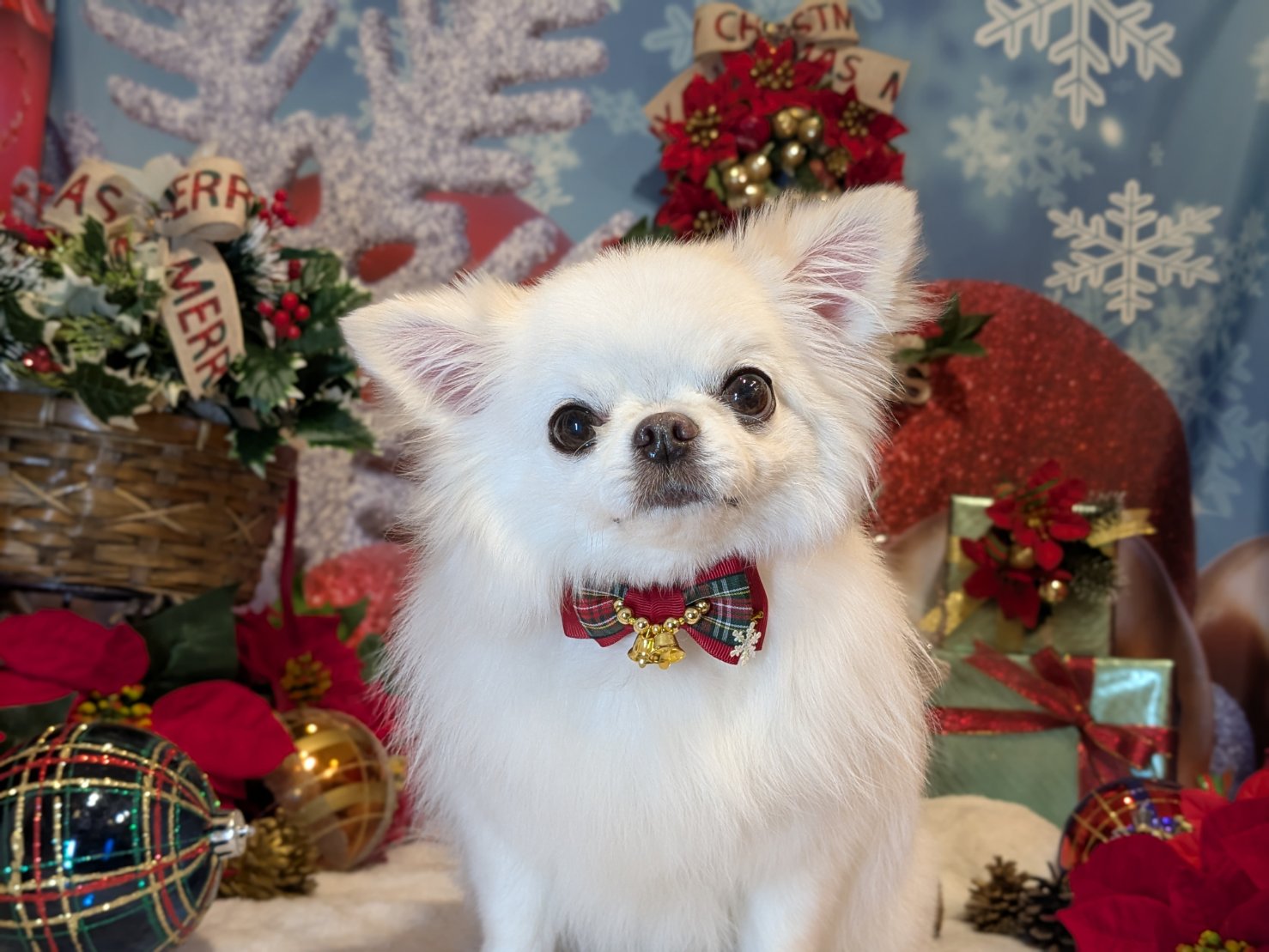 12月17日(水)のお客様