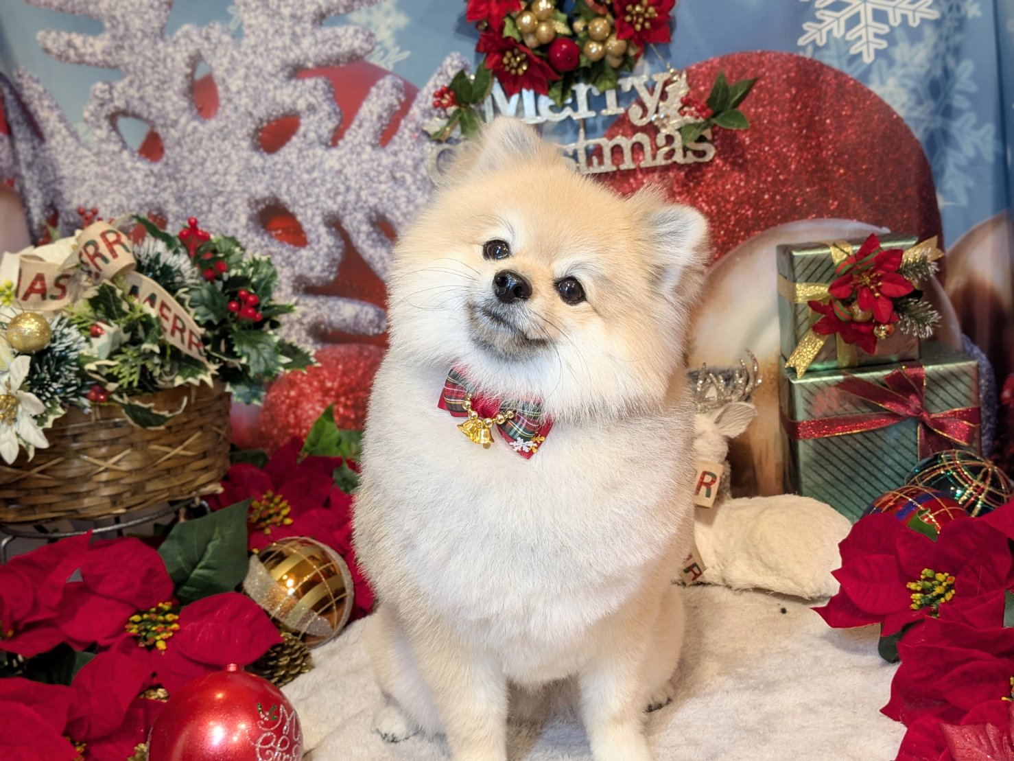 12月25日(木)のお客様