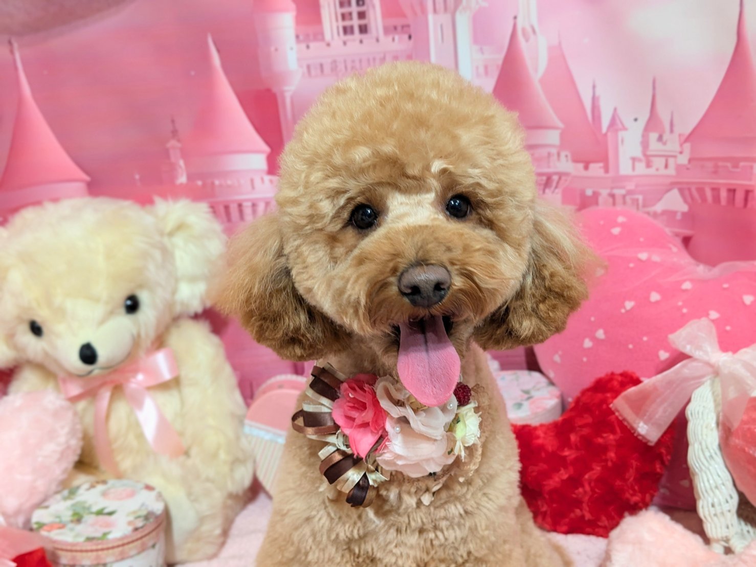 1月25日(日)のお客様