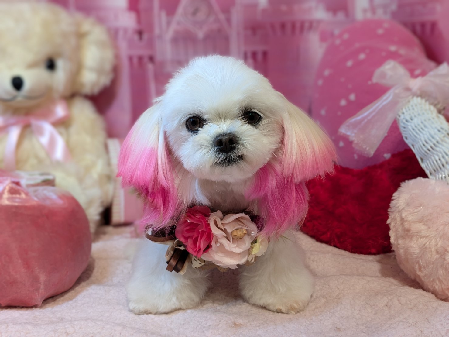 2月2日(月)のお客様