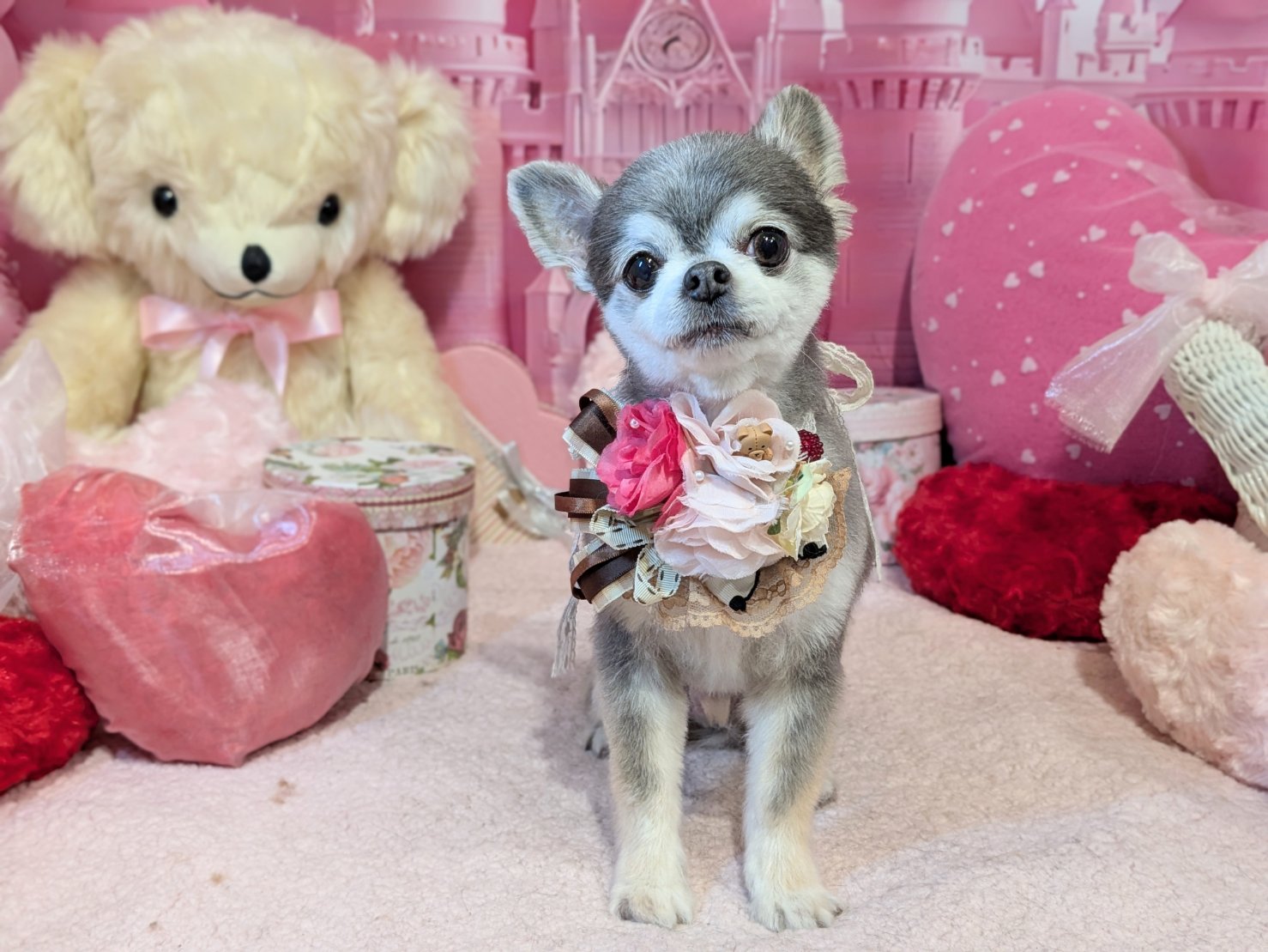 2月8日(日)のお客様