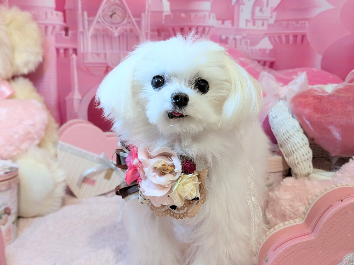 2月16日(月)のお客様