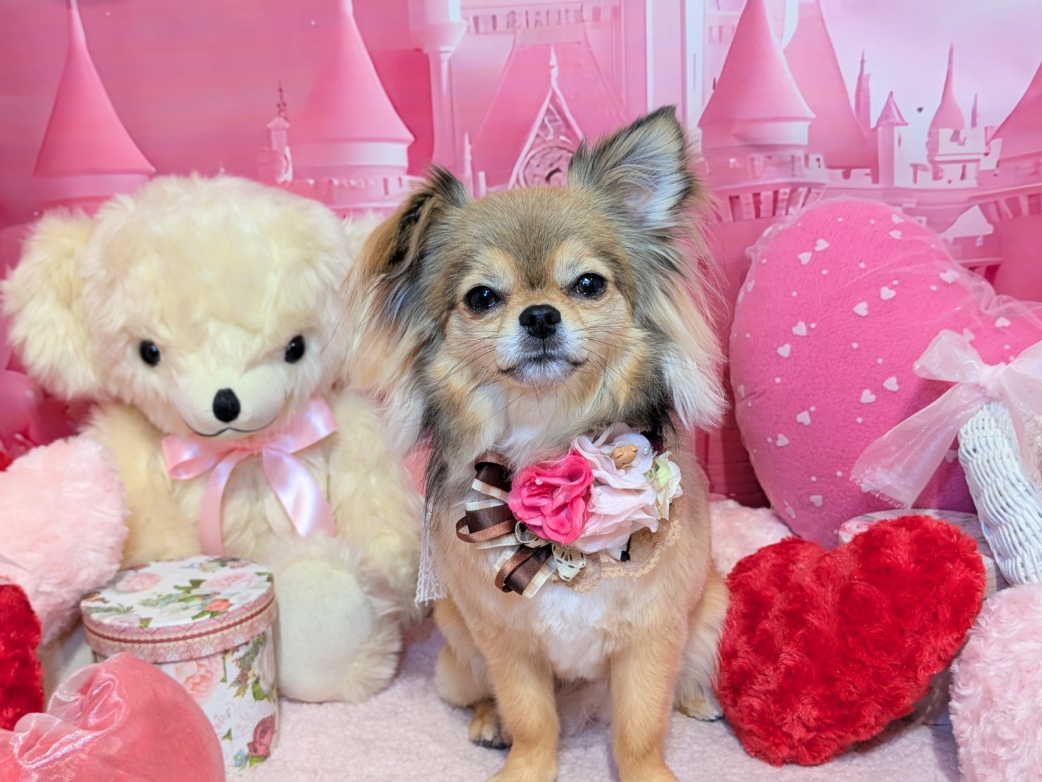 2月22日(日)のお客様