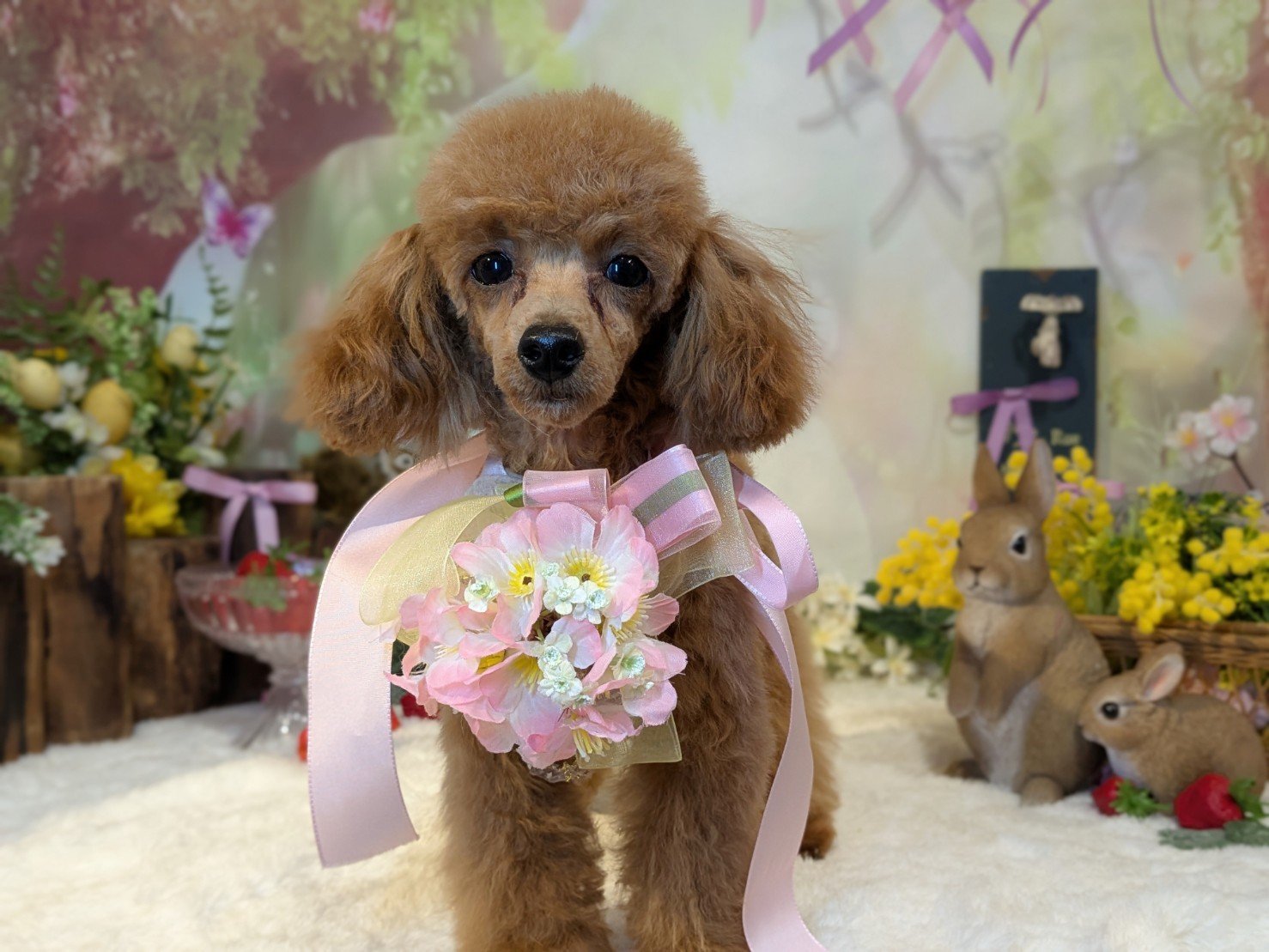 4月3日(金)のお客様