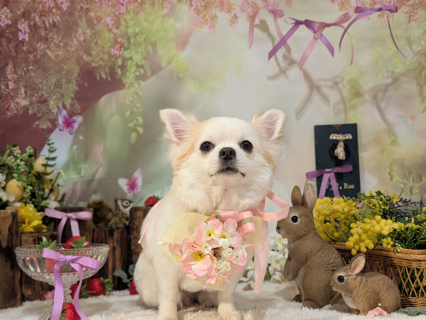 4月12日(日)のお客様