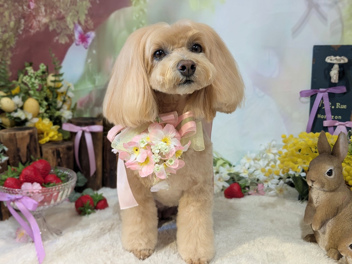 4月15日(水)のお客様